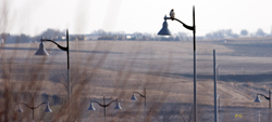 Suburban Hawk